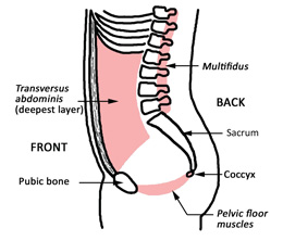 Core Stability Muscles Sue Croft Physiotheraphy