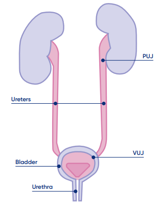 Urinary-Tract-(2).png