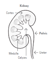 Baby—kidney pelvis dilatation - Patient Information Brochures - Mater Group